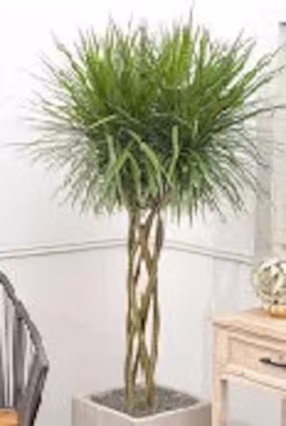 Madagascar Dragon Tree, Dracaena Marginata, 36 Feet Tall, With 3 To 4 Branches On Top