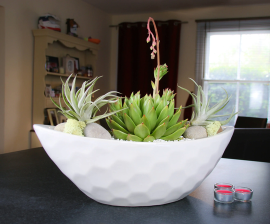 Air Plant & Succulent Arrangement in Large Half Moon Planter | Self Assembly Modern Indoor With Living Plants
