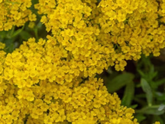 Alyssum Basket Of Gold Heirloom Seed 50