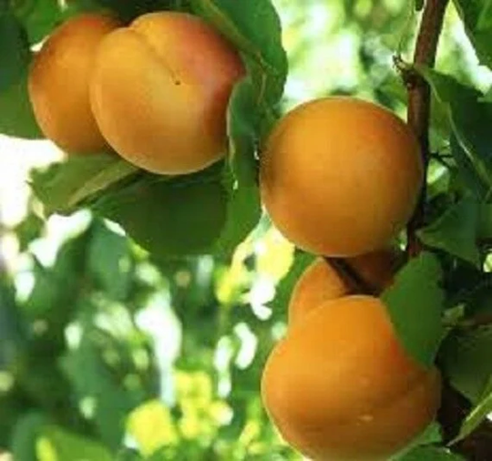 15 X Apricot Tree Seeds | Prunus Armenaica