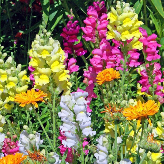 Antirrhinum Dwarf Tom Thumb Approx, 2000 Seeds, Snap Dragons