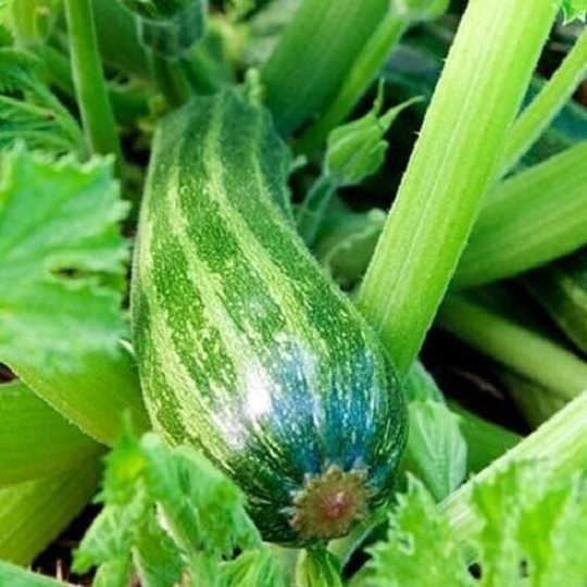 50 Cocozelle Zucchini Summer Squash Seeds Cocozella Di Napoli Grow Vegetable
