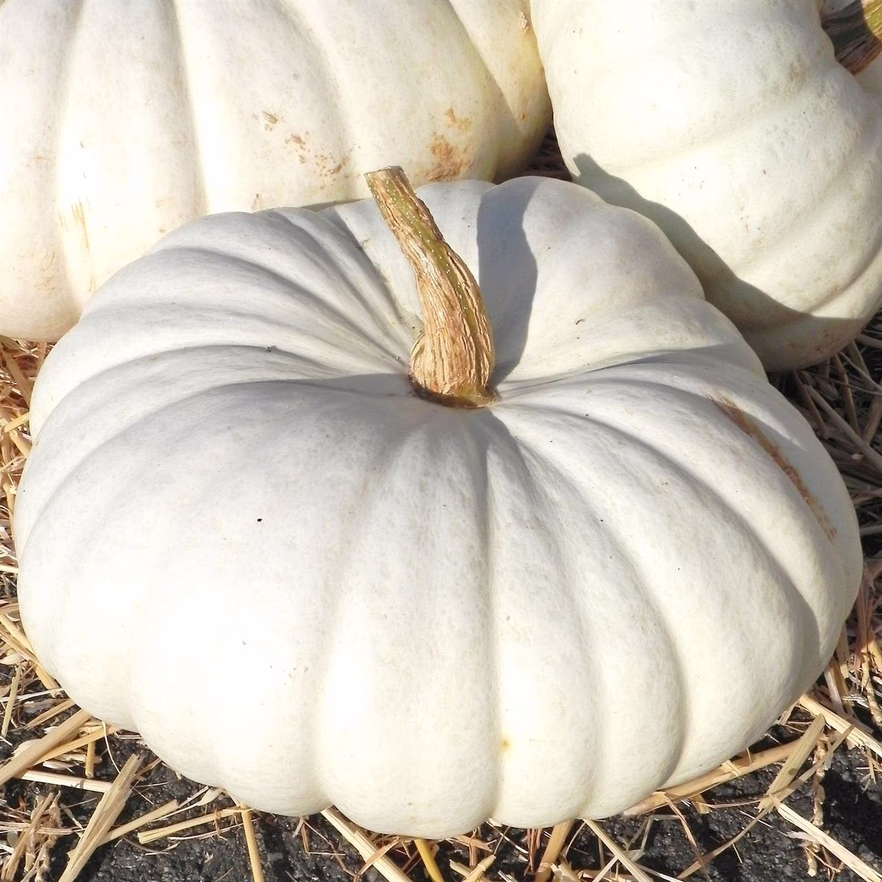 12 Flat Boer White Pumpkin Seeds Samen Somen Graines Semi Semillas Sementi Sementes Siemenet Nasiona Zaad Zaden Flacher Weisser Kürbis