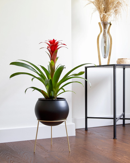 Globe - Floor Planter With Brass Stand Black Big Size