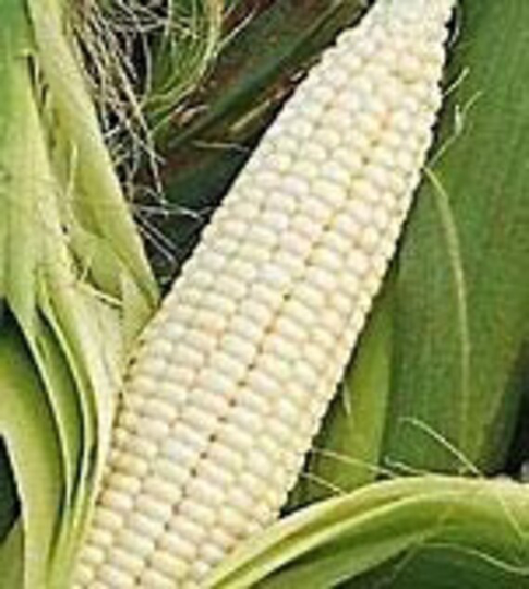 stowells Evergreen Sweet Corn Seed-1lb
