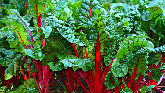 200 Rhubarb Chard Pear Seeds