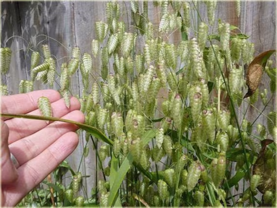 Briza Maxima 100 Seeds