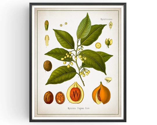 Nutmeg - Botanical Print Vintage Spice Medicinal Plant Botany Decor Kitchen Unframed