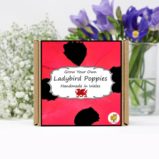 Grow Your Own Ladybird Poppy Plant Kit