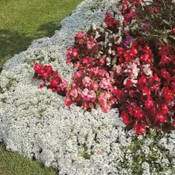 Alyssum Carpet Of Snow, Us Seeds Organic Non Gmo Heirloom, Free Seed With Order