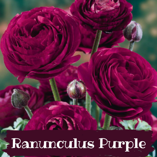 10 Bulbs Of Ranunculus Aviv Purple Bulbs, Persian Buttercup, Crowfoots, Easy To Grow, Cut Flower, Indoor Outdoor Plants, Spring Blooms