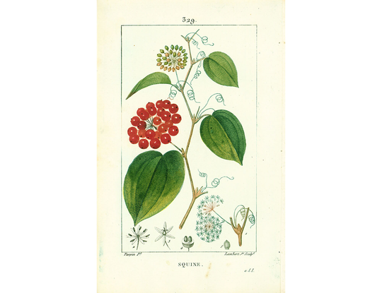 1814 Antique Smilax Print Natural History Botanical Botany Wall Art Framing Home Decor