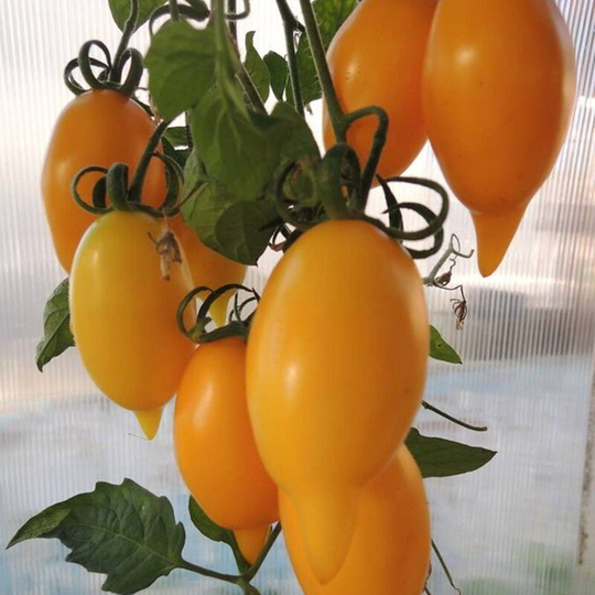 Tomato Golden Canary Seeds Heirloom Non Gmo For Planting | 204482