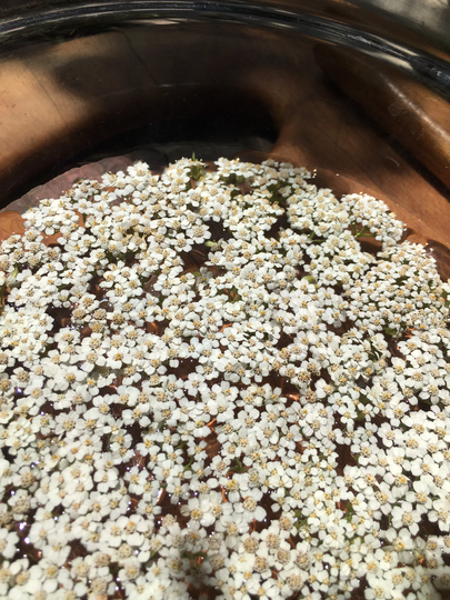 Yarrow Flower Essence