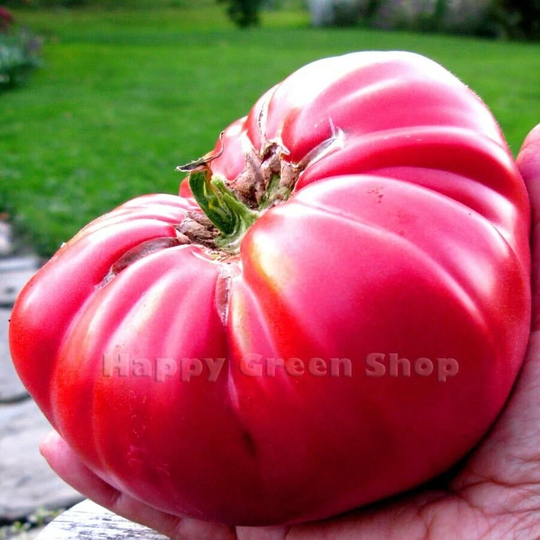 Vegetable - Tomato Beefsteak Brandywine Pink 150 Seeds Solanum Lycopersicum