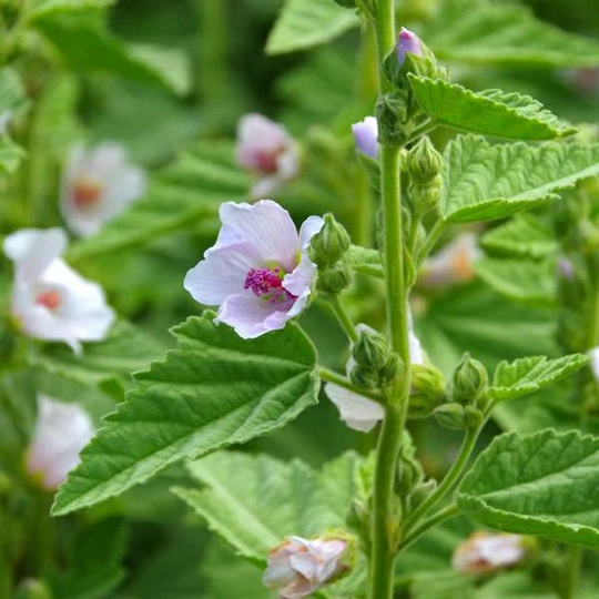 Marshmallow Seeds | Althaea Officinalis, Organic