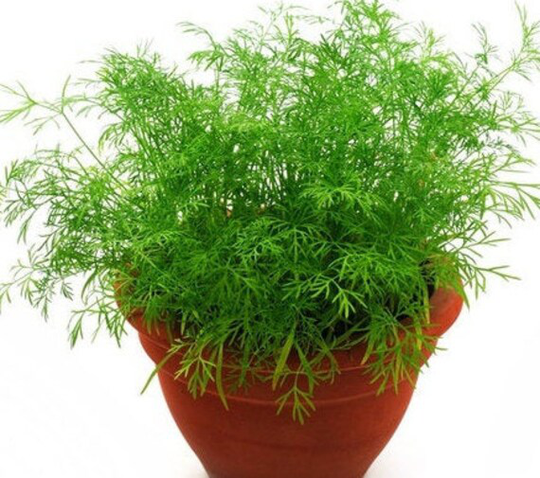 Herb Seeds Dill Indoor