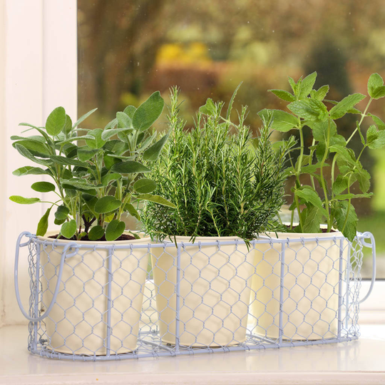 Cream And Blue Home Grown Planter Pots In Basket