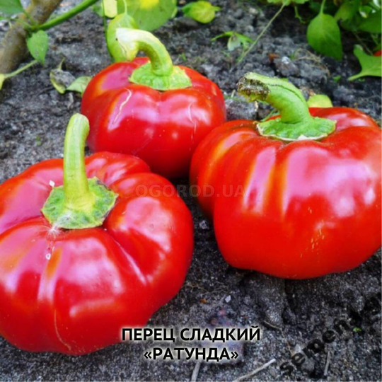 Sweet Pepper Seeds Ratunda Red