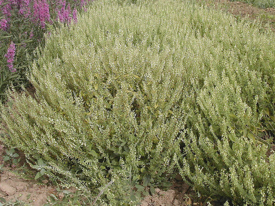 Wood Sage Teucrium Scorodonia, Approx, 200 Seeds Wild Flower