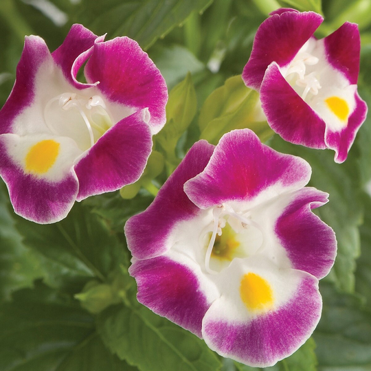 Bin#1R8D1 Torenia Seeds Little Kiss Burgundy 50 Thru 500 Pelleted