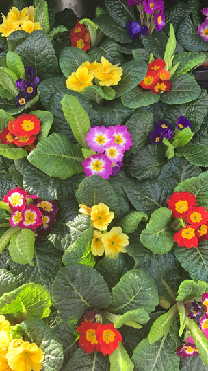 Primrose Plants Mixed Colours