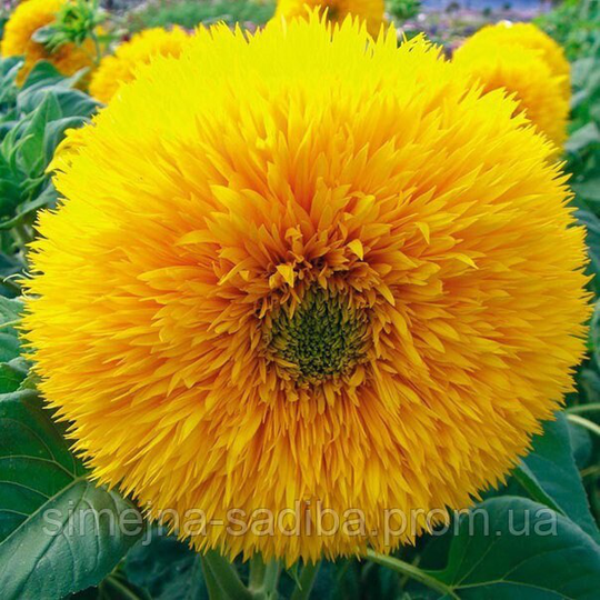 Sunflower Terry Flower Seeds