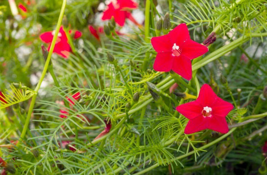 Morning Glory Red - Cypress Vine 100 Seeds Ipomoea Quamoclit Climbing Flower