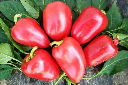 Sweet Pepper Winnie The Pooh Seeds