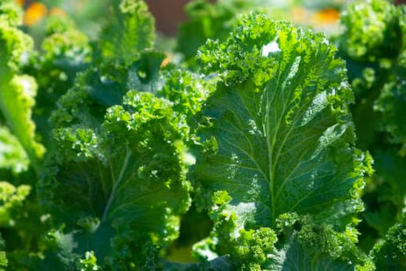 Kale Seeds - 100 Seed Pack Blue Scotch Curled Seeds. Organic, Non Gmo, Heirloom Free Shipping
