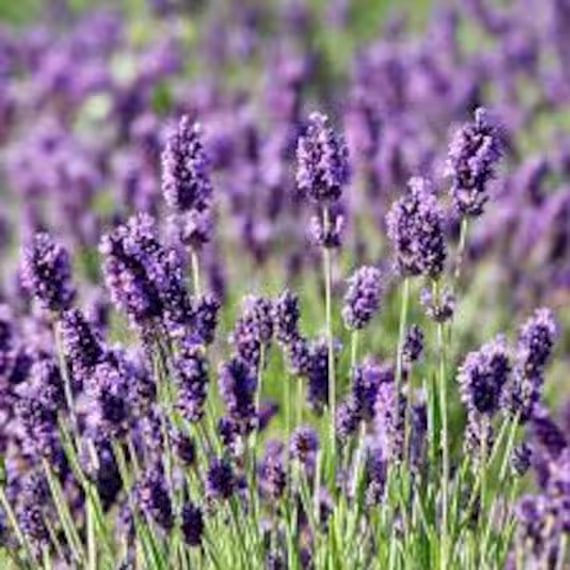 Munstead Lavender Seeds 30+ Ships Free