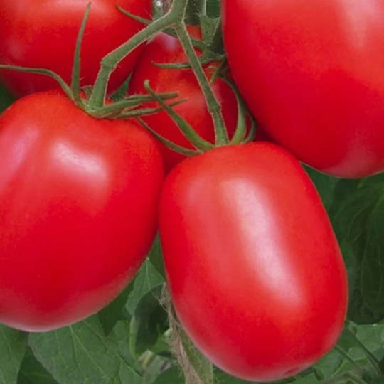 Tomato Rio Fuego Seeds Heirloom Non Gmo For Planting | 201153