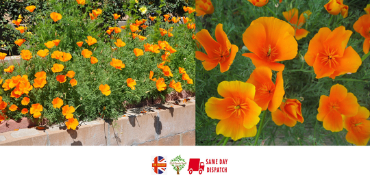 Californian Poppy [Eschscholzia Californica] | 200+ Fresh Seeds Golden Same Day Dispatch
