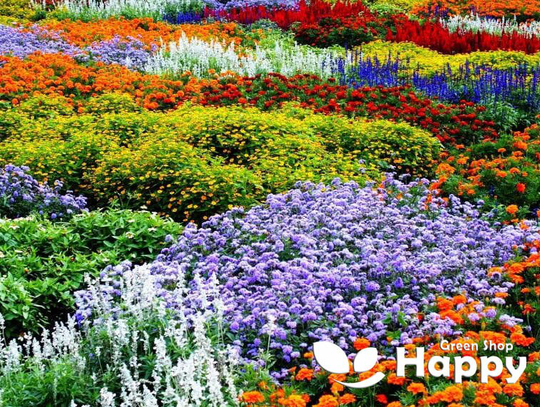Dwarf Perennial Wild Meadow Flower - 0.5G Seeds
