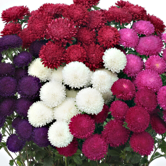 Aster Seeds 50 Bonita Mix Cut Flower