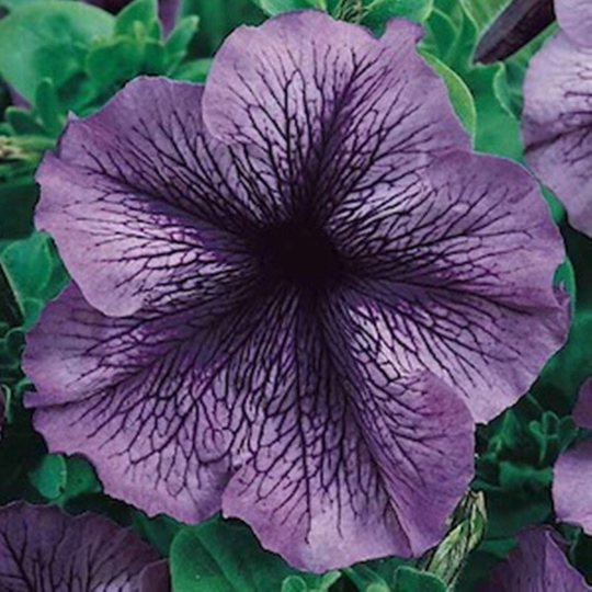 Petunia Daddy Purple F1 Seeds Annual Flowering Non Gmo For Planting | 201914
