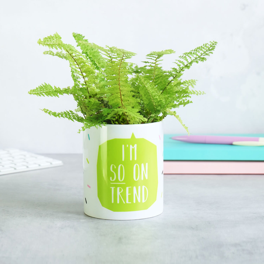 Indoor Plant Pot - I'm So On Trend