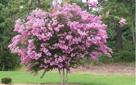 25 X Common Crape Myrtle Tree Seeds. Lagerstroemia Indica