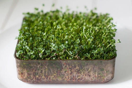 Vegetable - Organic Sprouting/Micro Green Seeds Broccoli Calabrese 220 Premium Quality Seeds