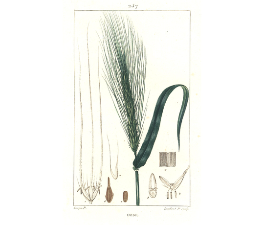 1831 Barley Grain Antique Print Hordeum Vulgare Plant Natural History Botanical Botany Wall Art Framing Home Decor