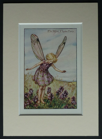 The Wild Thyme By Cicely Mary Barker, 1925 Print - Flower Fairies Of Summer Matted To Fit 7" X 5