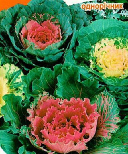 Rare Original Vegetable Seeds Cabbage Decorative "Large-Leaved Mix
