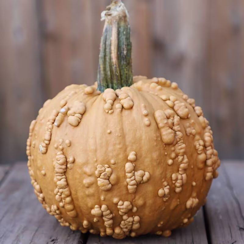 Grizzly Bear | F1 Hybrid/C.spp. Seeds Tan Pumpkin, Buff Bumpy Warty Medium Size Pumpkin Seeds