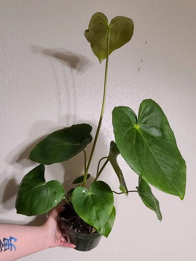Large 6