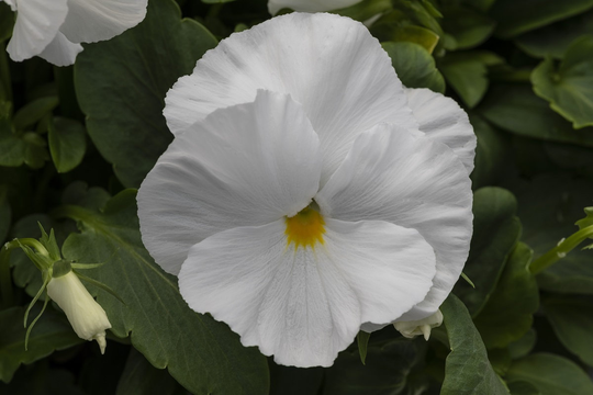 Pansy Seeds Spring Grandio Clear White 50 Thru 500