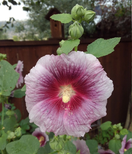 Pink Hollyhock Flower Seeds, Organic, Heirloom Alcea Rosea Seeds, Rare