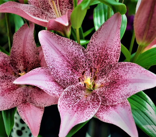 Lilium Cogoleto 20 Seeds