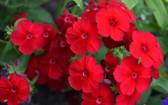 Phlox Drummondii Red, Annual Phlox, Non Gmo, 50 Seeds