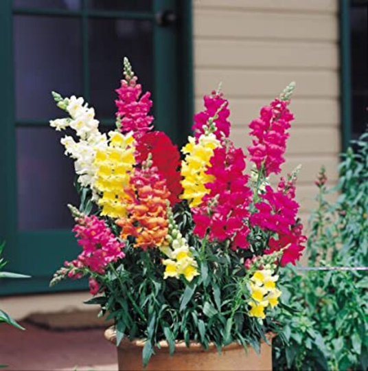 Snapdragon, Northern Lights Seeds - Linaria Maroccana
