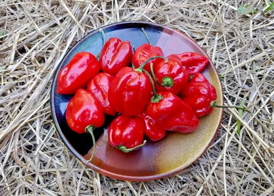 Caribbean Red Habañero Seeds - Capsicum Chinense Very Hot & Flavourful